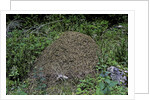 Formica rufa (red wood ant) - dome-shaped nest by Anonymous