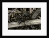 Formica rufa (red wood ant) by Anonymous