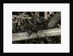Formica rufa (red wood ant) by Anonymous