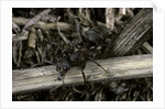 Formica rufa (red wood ant) by Anonymous