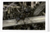 Formica rufa (red wood ant) by Anonymous
