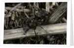 Formica rufa (red wood ant) by Anonymous