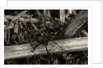 Formica rufa (red wood ant) by Anonymous