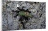 Ants attacking a bushcricket by Anonymous