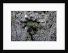 Ants attacking a bushcricket by Anonymous