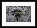 Ants attacking a bushcricket by Anonymous