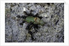 Ants attacking a bushcricket by Anonymous