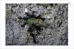 Ants attacking a bushcricket by Anonymous