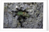 Ants attacking a bushcricket by Anonymous