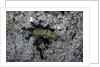 Ants attacking a bushcricket by Anonymous