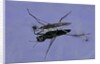 Gerris lacustris (common pond skater) by Anonymous