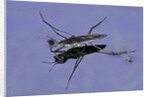 Gerris lacustris (common pond skater) by Anonymous