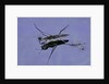 Gerris lacustris (common pond skater) by Anonymous