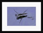 Gerris lacustris (common pond skater) by Anonymous