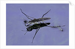 Gerris lacustris (common pond skater) by Anonymous