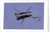 Gerris lacustris (common pond skater) by Anonymous