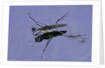 Gerris lacustris (common pond skater) by Anonymous