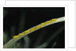 Gerris lacustris (common pond strider) - eggs on an aquatic plant by Anonymous