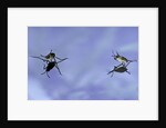Gerris lacustris (common pond skater) - young larvae by Anonymous