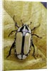 Gnathocera bilineata (flower beetle) by Anonymous