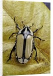 Gnathocera bilineata (flower beetle) by Anonymous