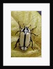 Gnathocera bilineata (flower beetle) by Anonymous