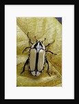 Gnathocera bilineata (flower beetle) by Anonymous