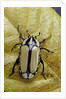 Gnathocera bilineata (flower beetle) by Anonymous