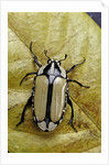 Gnathocera bilineata (flower beetle) by Anonymous