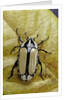 Gnathocera bilineata (flower beetle) by Anonymous