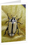 Gnathocera bilineata (flower beetle) by Anonymous