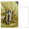 Gnathocera bilineata (flower beetle) by Anonymous