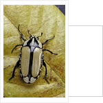 Gnathocera bilineata (flower beetle) by Anonymous