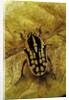 Gnathocera impressa (flower beetle) by Anonymous