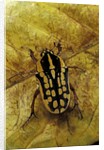 Gnathocera impressa (flower beetle) by Anonymous