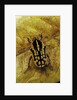 Gnathocera impressa (flower beetle) by Anonymous