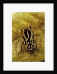 Gnathocera impressa (flower beetle) by Anonymous