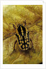 Gnathocera impressa (flower beetle) by Anonymous