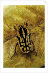 Gnathocera impressa (flower beetle) by Anonymous
