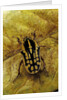 Gnathocera impressa (flower beetle) by Anonymous