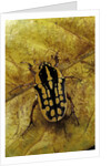 Gnathocera impressa (flower beetle) by Anonymous
