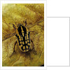 Gnathocera impressa (flower beetle) by Anonymous