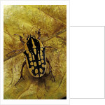 Gnathocera impressa (flower beetle) by Anonymous