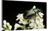 Gnorimus nobilis (noble chafer) by Anonymous