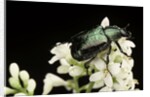 Gnorimus nobilis (noble chafer) by Anonymous