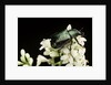 Gnorimus nobilis (noble chafer) by Anonymous
