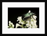 Gnorimus nobilis (noble chafer) by Anonymous