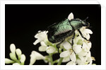 Gnorimus nobilis (noble chafer) by Anonymous