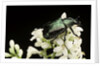 Gnorimus nobilis (noble chafer) by Anonymous