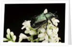Gnorimus nobilis (noble chafer) by Anonymous